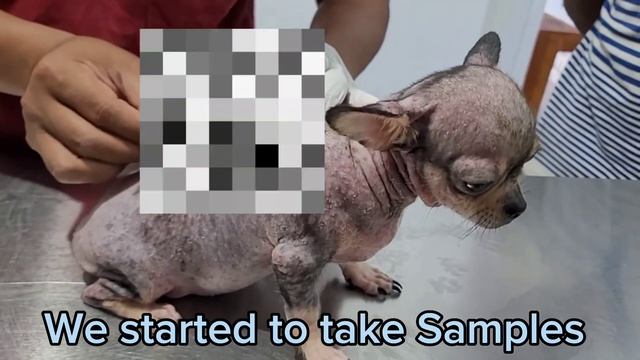 Dog Skin Problems | Demodex | How to Diagnostic on it? | How to Treat? смотреть онлайн