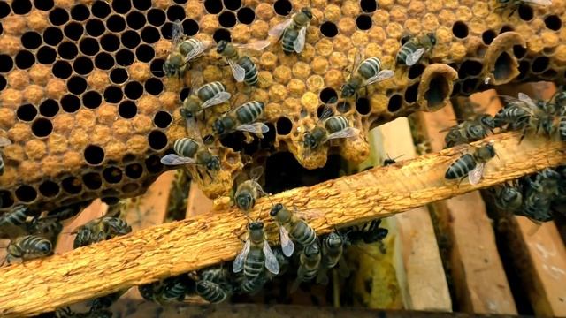 ПОДСТАВКА МАТОЧНИКОВ В СЕМЬИ, ОТВОДКИ. ЗАМЕНА ПЧЕЛОМАТКИ. смотреть онлайн