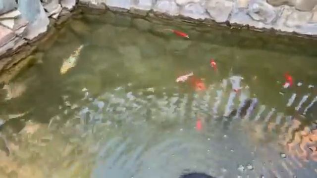 Как плавают рыбы! смотреть онлайн