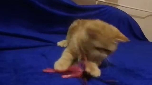 Питомник персов и экзотов Ket Murket http://ketmurketbaffi.jimdo.com/ смотреть онлайн