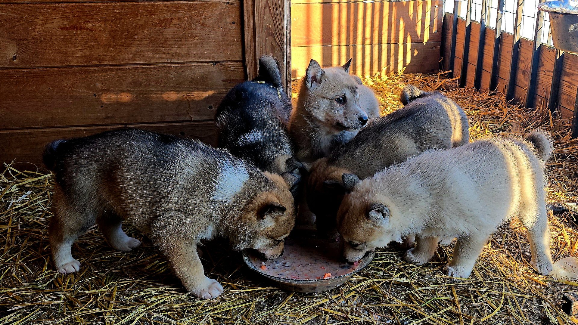 Ужин после леса