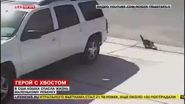Кошка спасла ребенка от собаки смотреть онлайн