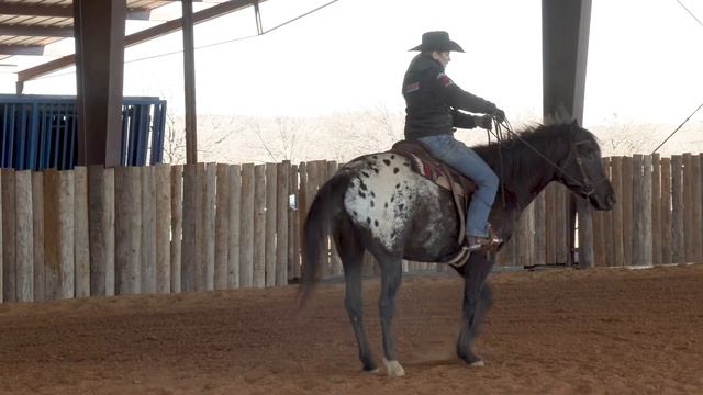 TOP 3 Riding Exercises they need! - FIRST 30 DAYS | Colt starting - Part 4 смотреть онлайн