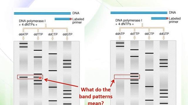 BioM2 Enzyme based molecular techniques part I DNA sequencing 2019 2020 смотреть онлайн