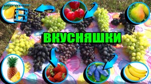 ТОП 15 НЕОБЫЧНЫХ ВКУСОВ ВИНОГРАДА НА НАШЕМ ВИНОГРАДНИКЕ. СЕВЕРНЫЙ ВИНОГРАДНИК 25-05