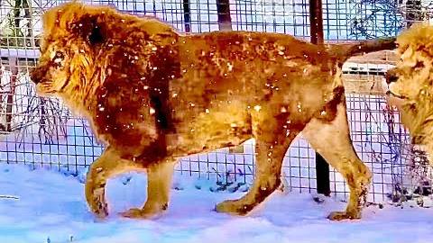 Вожак Чук выводит свою любимую львицу прогуляться по снежку) смотреть онлайн