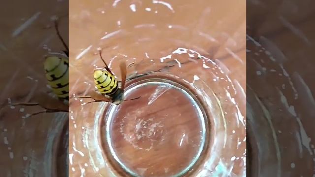 Пьяный шершень! смотреть онлайн