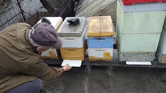 Зимуют запасные матки. смотреть онлайн