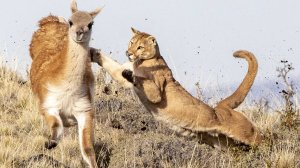 ПУМА: лучшая защита – нападение! Универсальный хищник, которому не страшны МЕДВЕДИ.