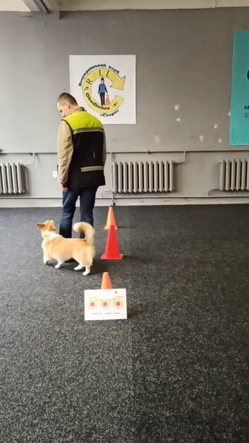 Ралі-Обідієнс. Клас Прогрес. Станція 38. Завиток зовні. Тип В смотреть онлайн