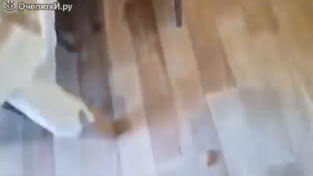 Когда кот и собака заодно смотреть онлайн