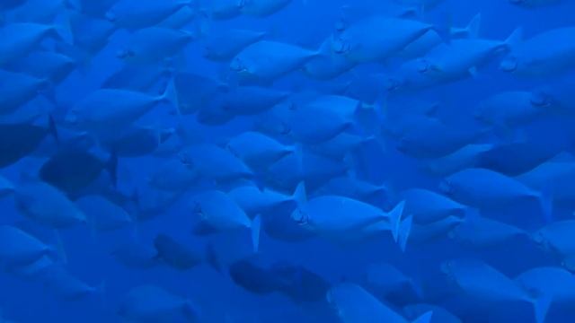 2013年5月11日　yonaguni island　Diving service ＭＡＲＬＩＮ смотреть онлайн