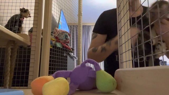 Продолжаем заниматься 💪🏻22 декабря 2022 г.#макака #обезьяна #тренировка