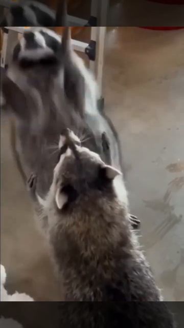 Еноты и мыльные пузыри!😁 смотреть онлайн
