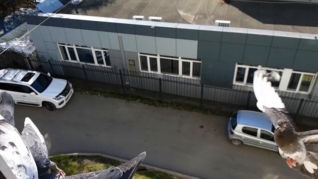 Голуби замедленная съёмка смотреть онлайн