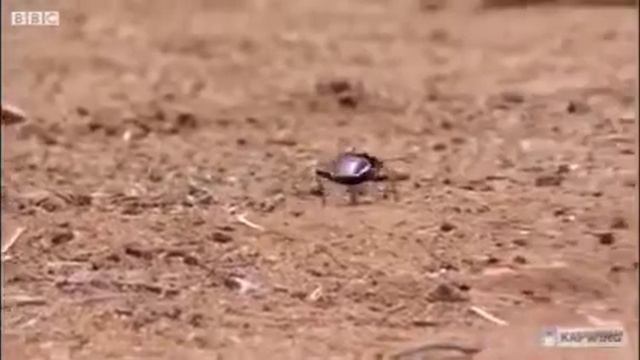 A Mongoose смотреть онлайн