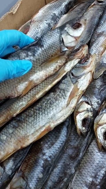 Попробуйте нашего Чебака Колымского, не смотрите на цены, просто позвольте себе 2 рыбки! Это востор