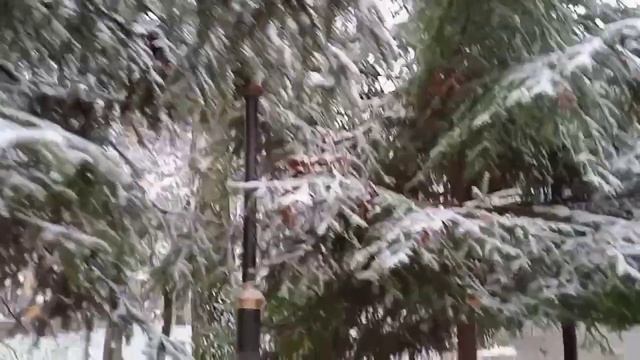 Деревенский дневник Лели Быковой. Обзор стрима. смотреть онлайн