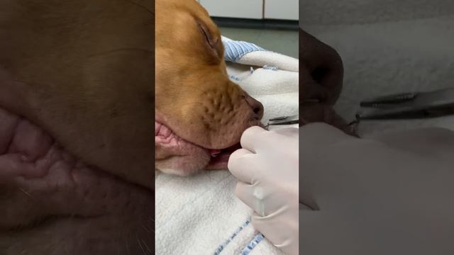 Fish Hook Removal From A Dog