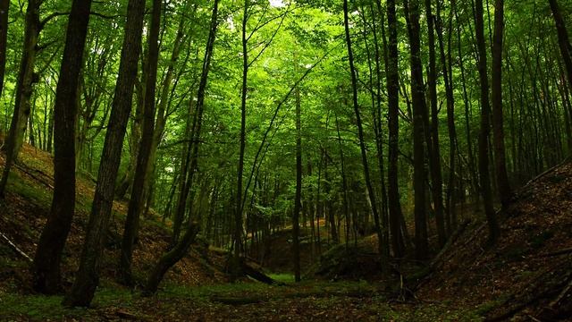 Relaxing Birdsong, Wild Forest Sounds / Deep Sleep смотреть онлайн