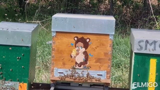 Маленький обзор, нашей пасеки в Италии. смотреть онлайн