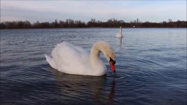 DWA ŁABĘDZIE смотреть онлайн