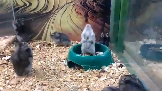 Хомяк сломался... смотреть онлайн