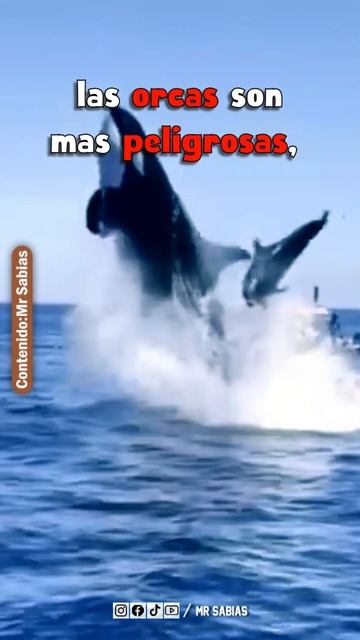 Tiburón O Una Orca #shorts