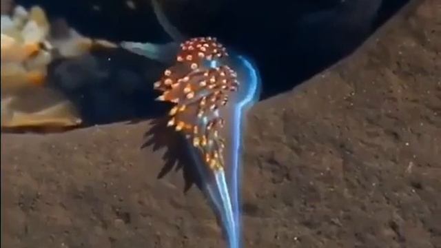 Опалесцирующий морской слизень смотреть онлайн