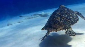 Учим названия морских животных - акула, осьминог! Учим названия и звуки животных для детей