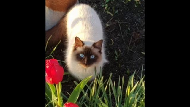 Всемирный день кошек