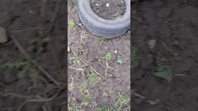 Чистый четверг, уборка, пампушки с чесноком 😜 смотреть онлайн