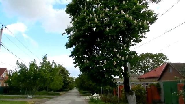 Каштан. Штормовой ветер. Видео футаж. Free footage смотреть онлайн