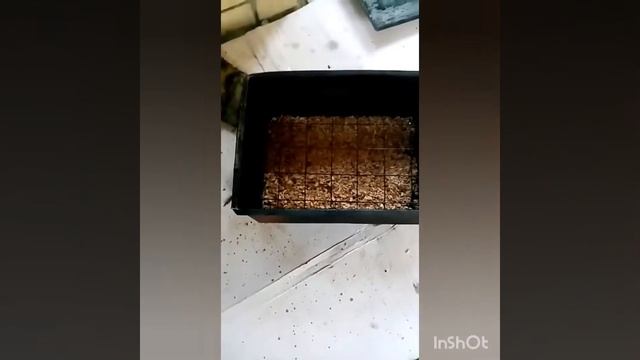 Скумбрия горячего копчения