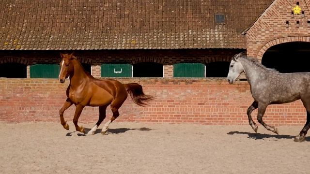 Звуки домашних животных для детей Как говорят животные корова лошадь свинья овца смотреть онлайн