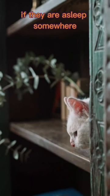 How To Communicate With A DEAF Cat! #cats #catfacts #catshorts