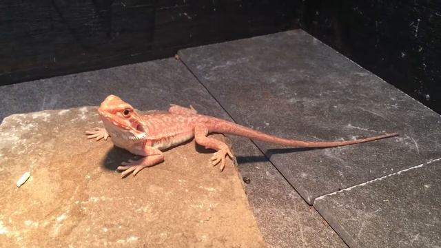 "Pink" Trans Hypo Leatherback Red Bearded Dragon смотреть онлайн