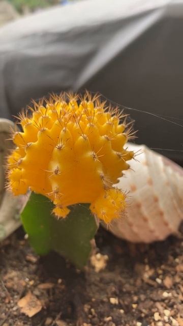 Yellow Moon Cactus | Plantita смотреть онлайн