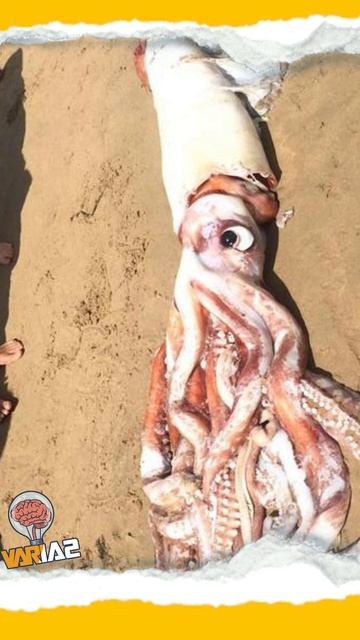 El Gigantesco Y Misterioso Animal Que Vive En Las Profundidades Del Océano #shorts #viral #videos