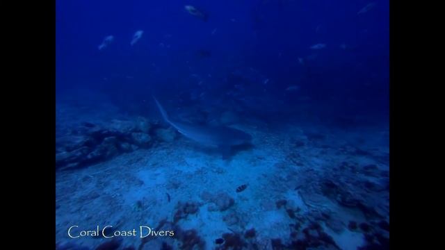 Amazing Bullsharks! смотреть онлайн