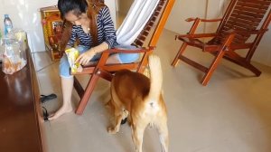 Kind Khmer Girl And Smart Dog Meeting Pretty Cambodian Lady Offers Milk To Her Funny Dog