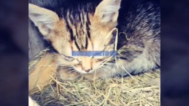 Бедные и голодные коты и кошки . смотреть онлайн