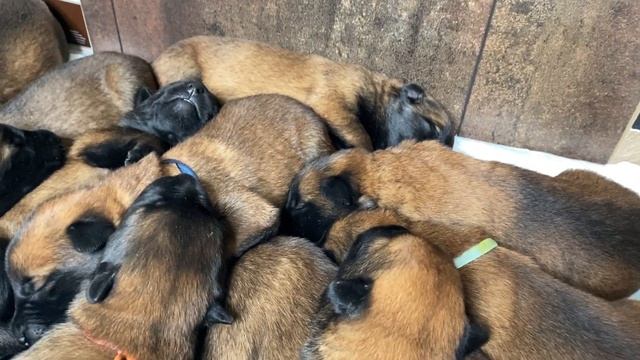 Cute Belgian Shepherd puppies fall asleep. Malinois is seven days old. смотреть онлайн