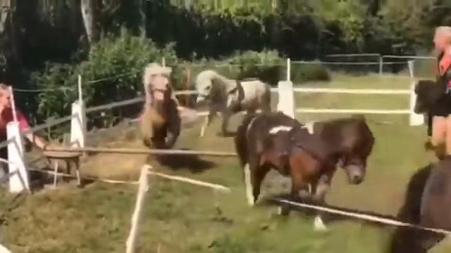 Minis as a 6 Debut смотреть онлайн