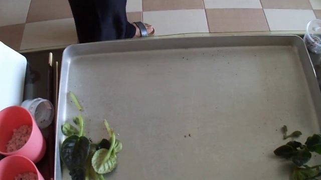 181.Menekşe Ayırdık  Bir Sürü Bebeklerimiz Oldu.