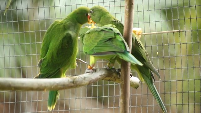Echo Parakeet release project at Ebony Forest Chamarel - Mauritius смотреть онлайн