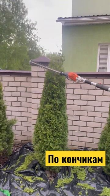 Стрижем туи #газонворонеж #воронеж #ландшафтворонеж смотреть онлайн