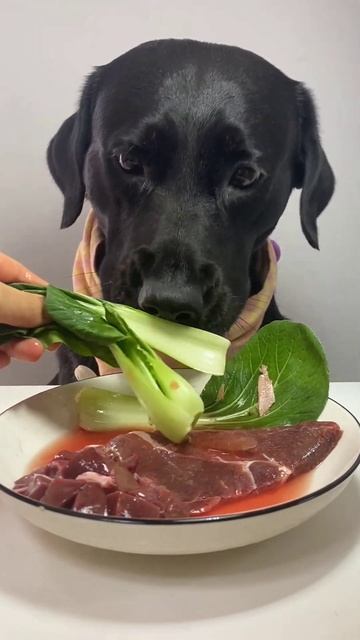 Dog Eating Duck #asmr #asmreating #shortsfeed #shorts смотреть онлайн