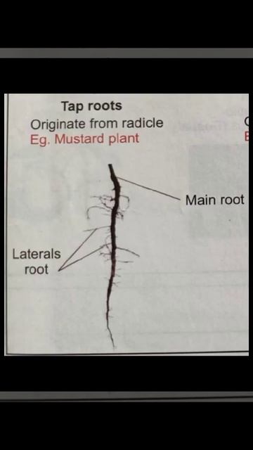 #Neet special concept for diagram# Dorny institute смотреть онлайн