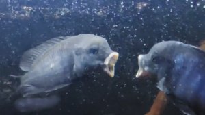 Борьба за лидерство. Голубой дельфин. Cyrtoсага moorii. #цихлиды